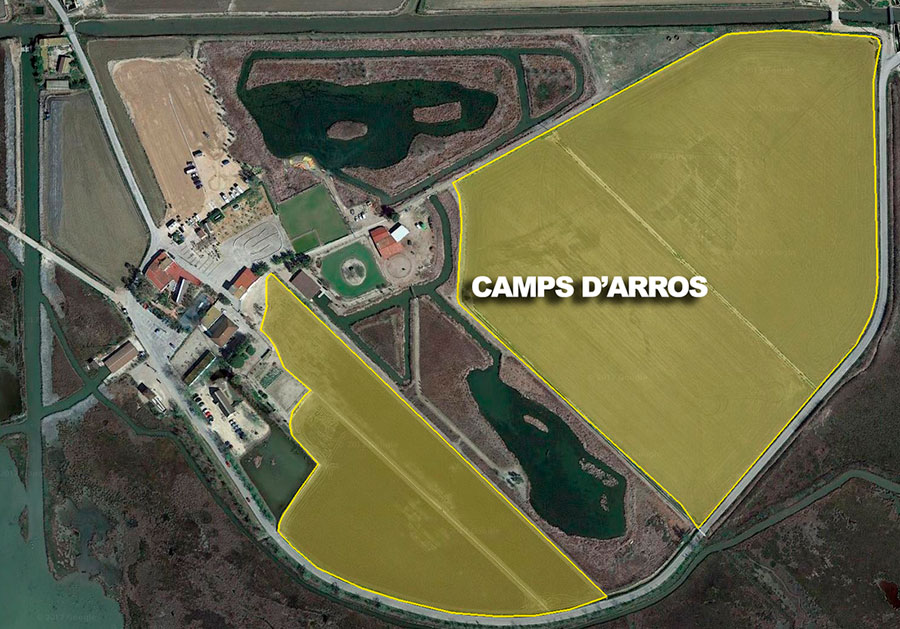 Camps d'arròs