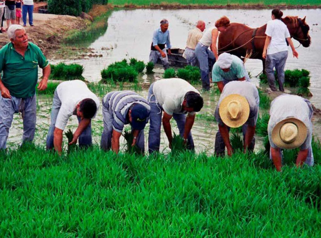 Festa de la plantada